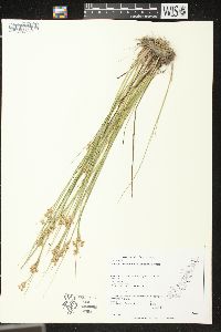 Juncus brevicaudatus image