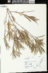 Salix petiolaris image