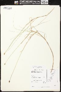 Carex chordorrhiza image