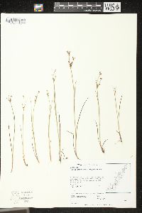 Juncus brevicaudatus image