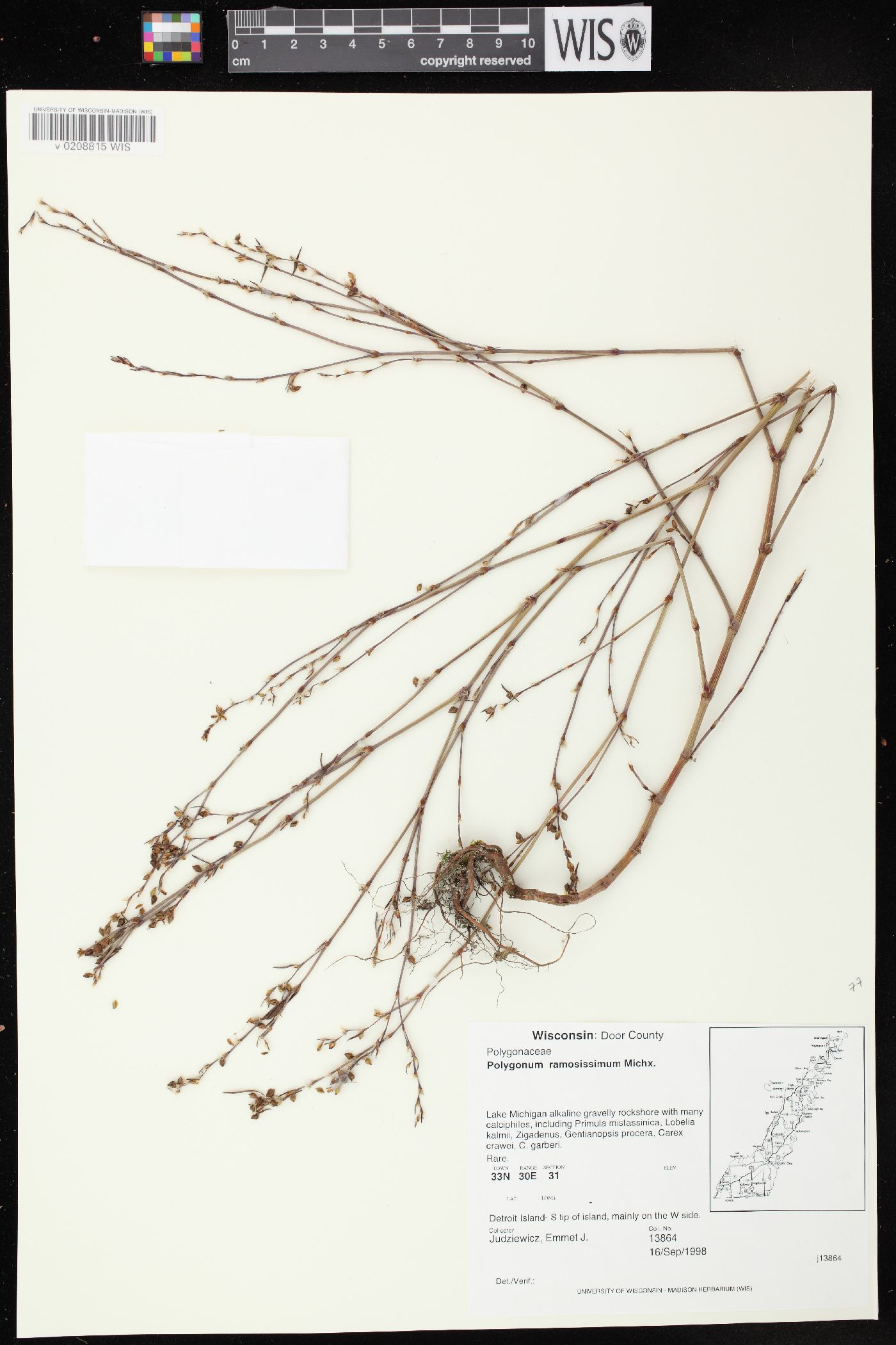 Polygonum ramosissimum subsp. ramosissimum image