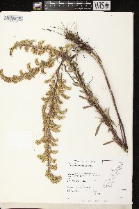 Solidago hispida var. hispida image