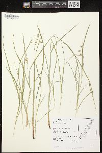 Carex magellanica subsp. irrigua image