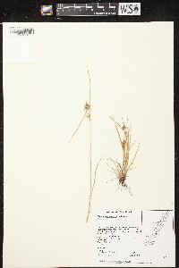 Carex viridula image