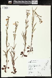 Lysimachia quadriflora image