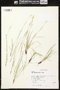 Carex assiniboinensis image