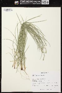 Carex brunnescens subsp. sphaerostachya image