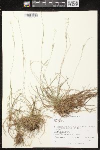 Carex capillaris image