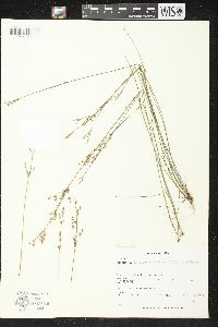 Juncus brevicaudatus image