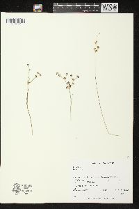 Juncus articulatus image