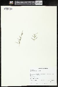 Epilobium leptophyllum image