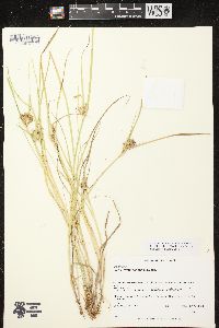 Carex sychnocephala image