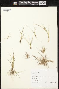 Carex viridula subsp. viridula image