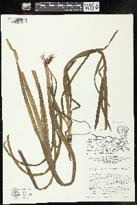 Sparganium emersum image