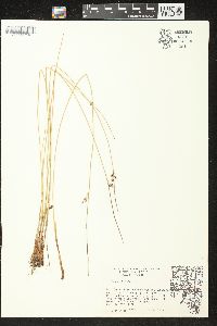 Juncus balticus subsp. littoralis image