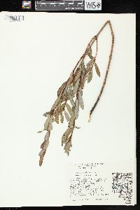 Image of Salix purpurea