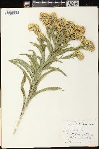 Solidago riddellii image