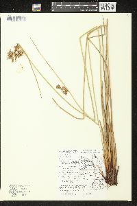 Juncus effusus image