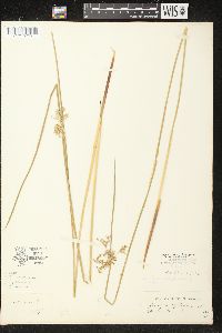 Juncus effusus image