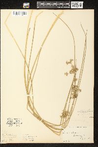 Juncus effusus image