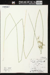 Juncus effusus image