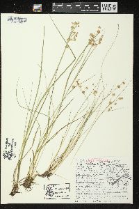 Juncus nodosus image