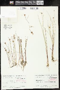 Juncus nodosus image