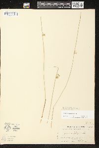 Juncus filiformis image