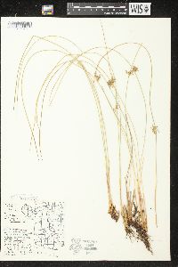 Juncus filiformis image