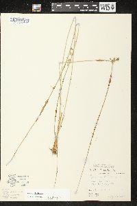 Juncus filiformis image