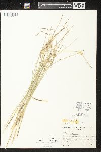 Juncus filiformis image