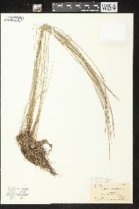 Juncus filiformis image