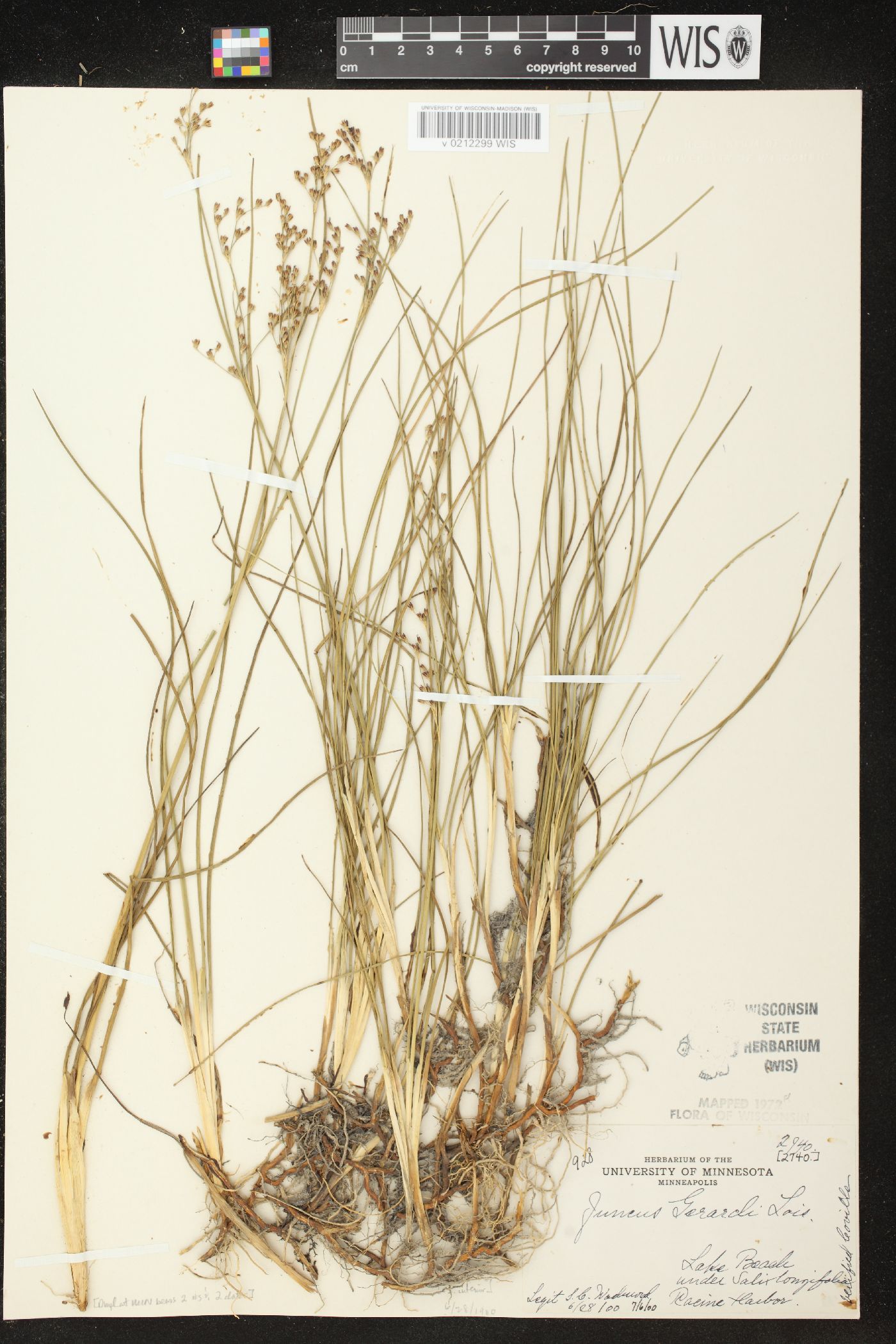 Juncus gerardii image