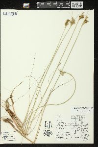 Juncus greenei image