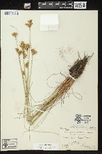 Juncus greenei image