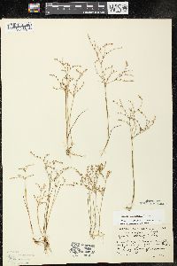 Juncus pelocarpus image