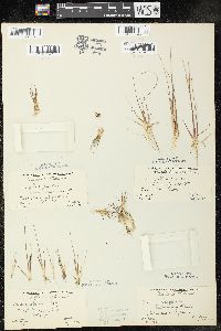 Juncus pelocarpus image