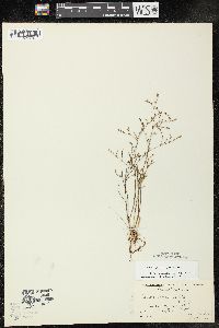 Juncus pelocarpus image