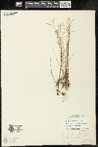 Juncus pelocarpus image