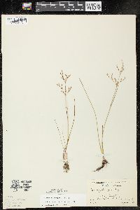 Juncus pelocarpus image