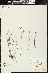 Juncus pelocarpus image