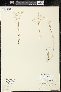 Juncus pelocarpus image