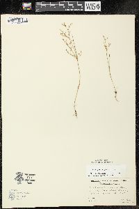 Juncus pelocarpus image