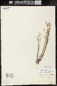 Juncus pelocarpus image