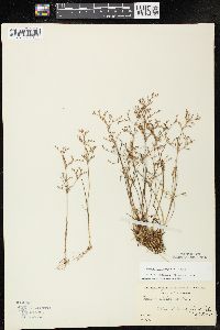 Juncus pelocarpus image