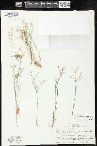 Juncus pelocarpus image