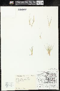 Juncus pelocarpus image