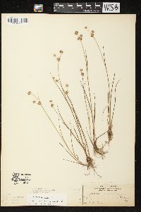 Juncus acuminatus image