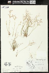 Juncus pelocarpus image