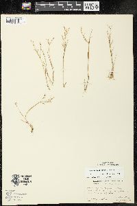 Juncus pelocarpus image